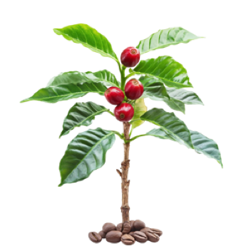 A small coffee plant with green leaves and red cherries, surrounded by coffee beans.