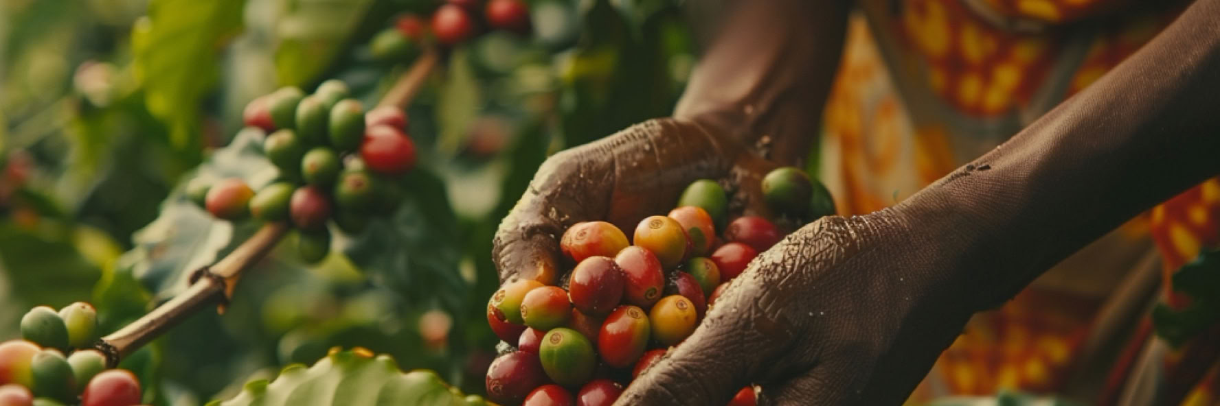 Person harvesting ripe coffee cherries from a plant.